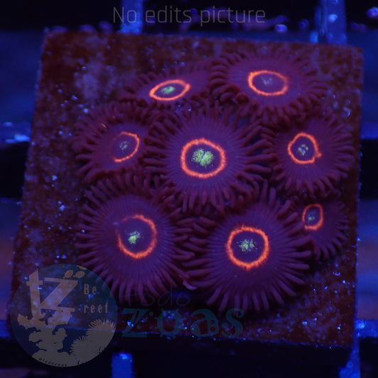 Zoanthus WWC Red Ring