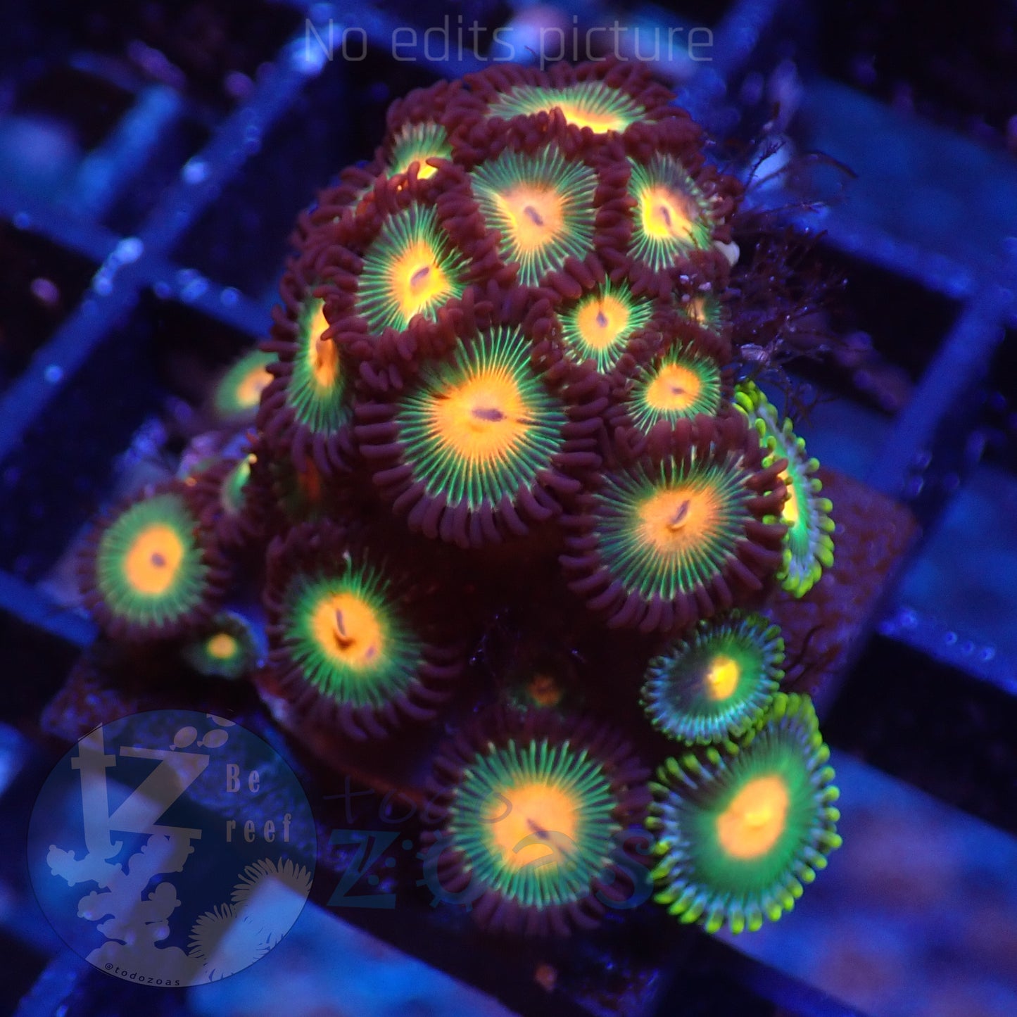 Zoanthus Mix 2