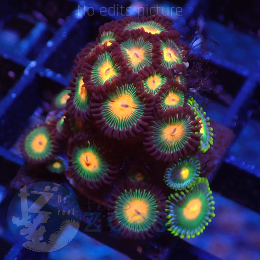 Zoanthus Mix 2