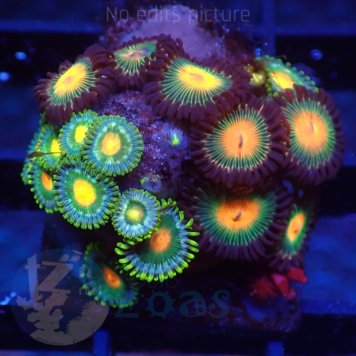 Zoanthus Mix 3
