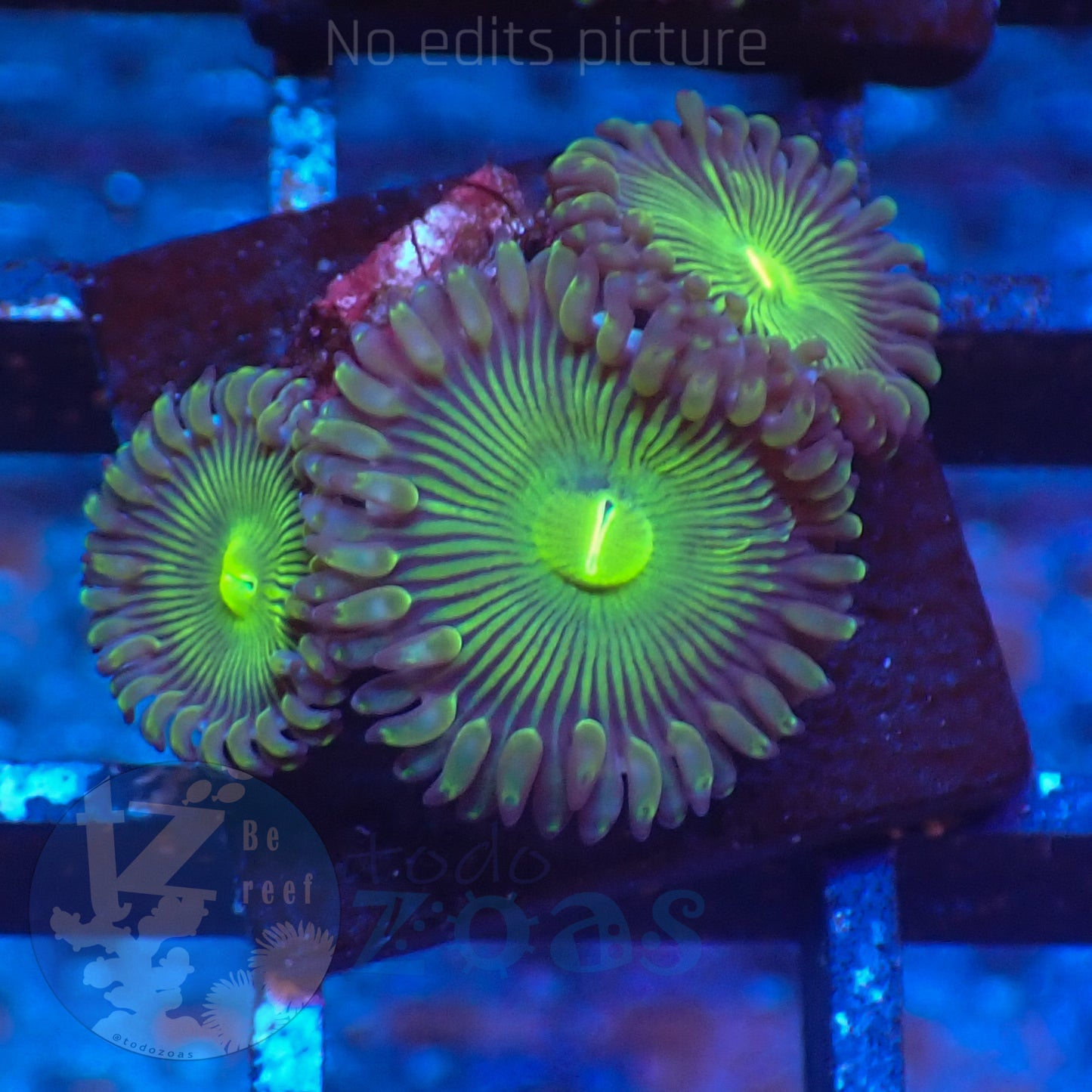 Zoanthus Green PE