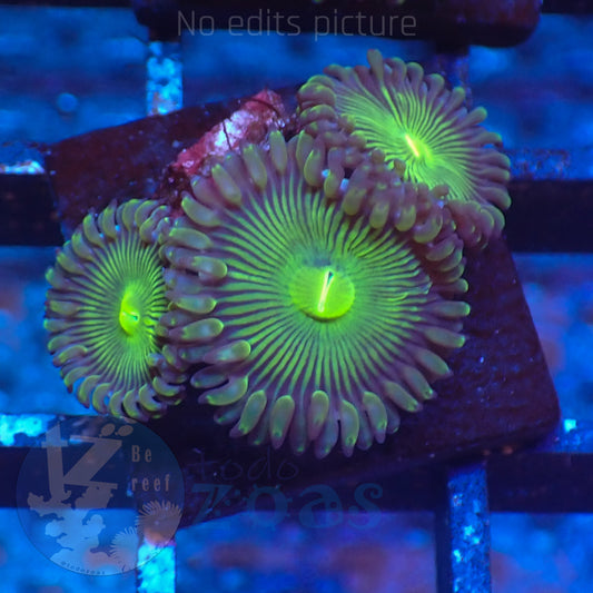 Zoanthus Green PE