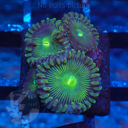 Zoanthus Green PE