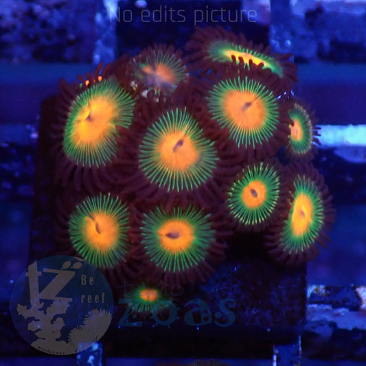 Zoanthus Gorilla Nipples