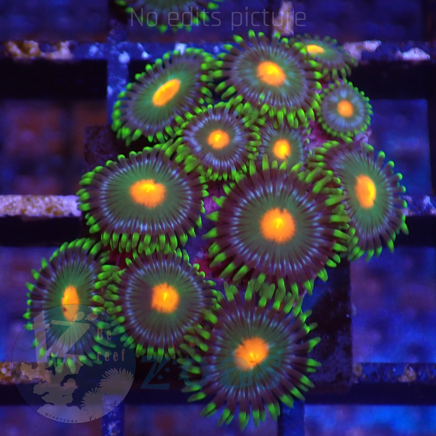 Zoanthus WWC Campfire