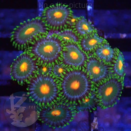 Zoanthus WWC Campfire