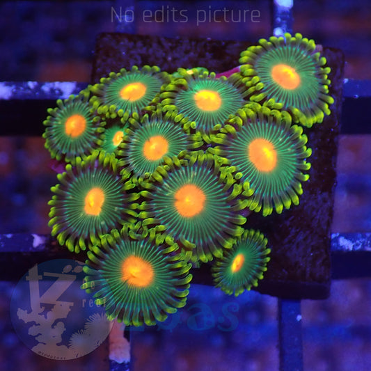 Zoanthus Blowpop