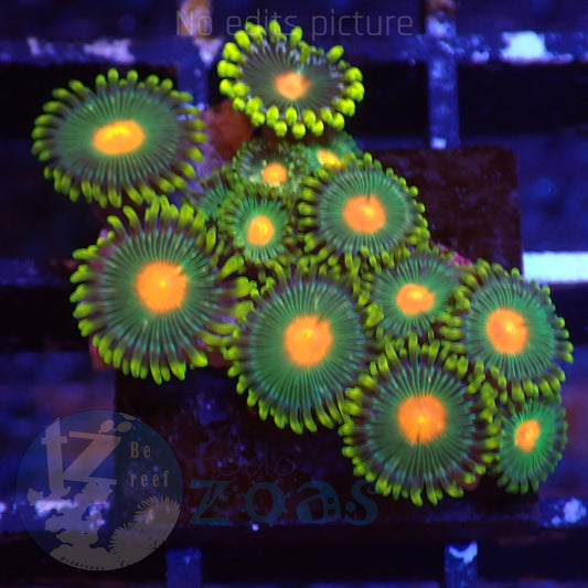 Zoanthus Blowpop