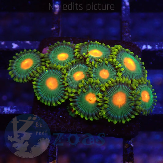 Zoanthus Blowpop