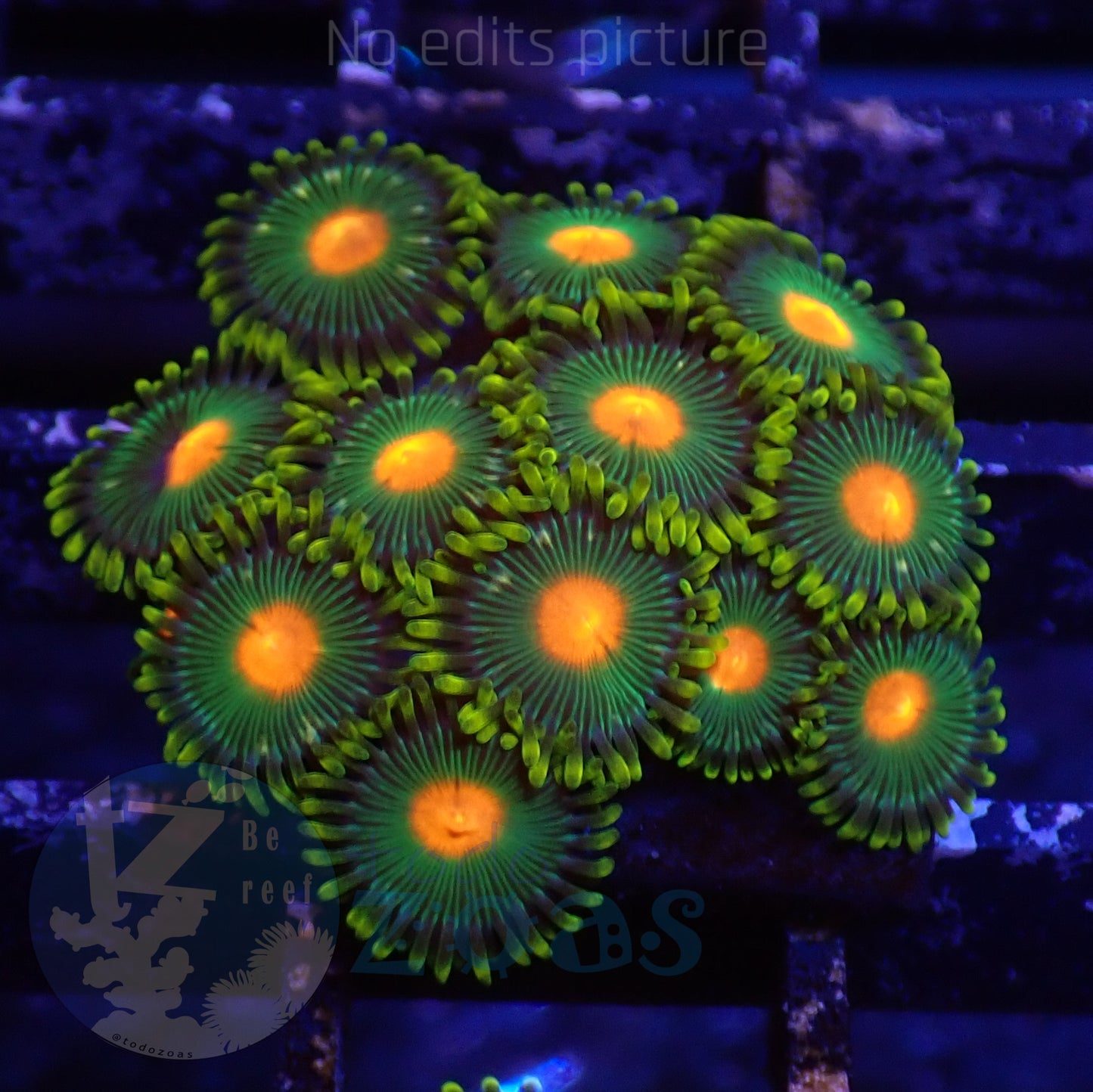 Zoanthus Blowpop