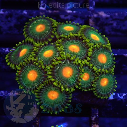 Zoanthus Blowpop
