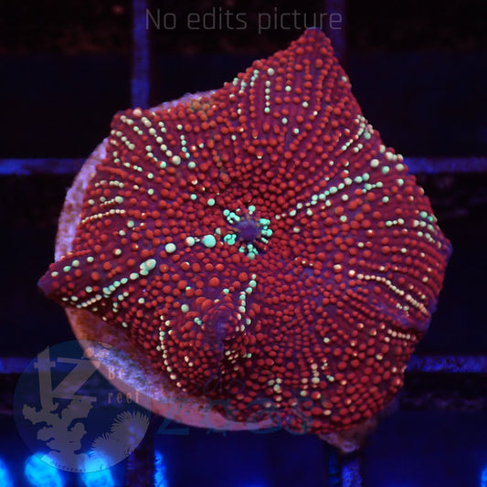 TZ Red Interstellar Mushroom
