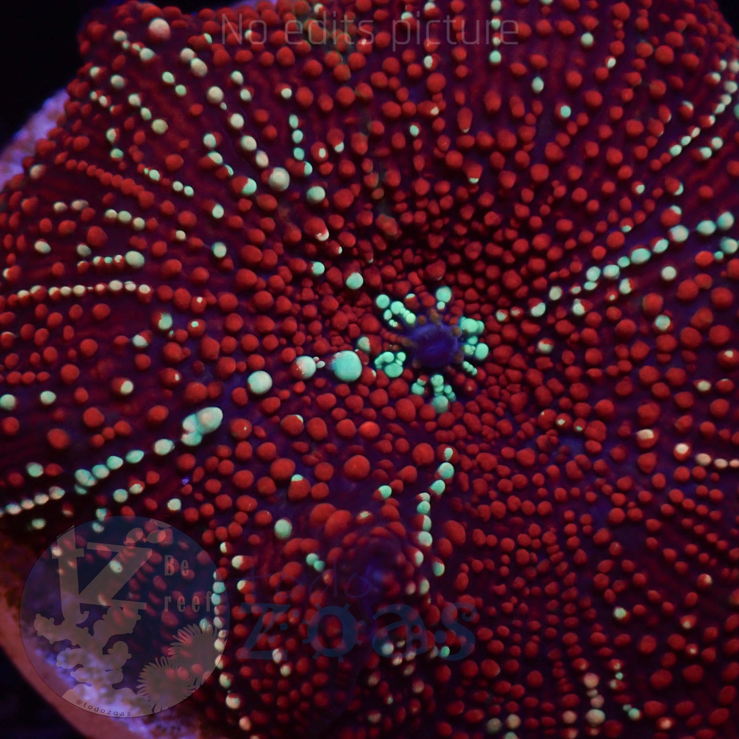 TZ Red Interstellar Mushroom