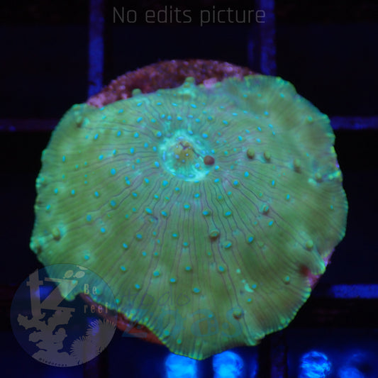 TZ Electric Green Mushroom