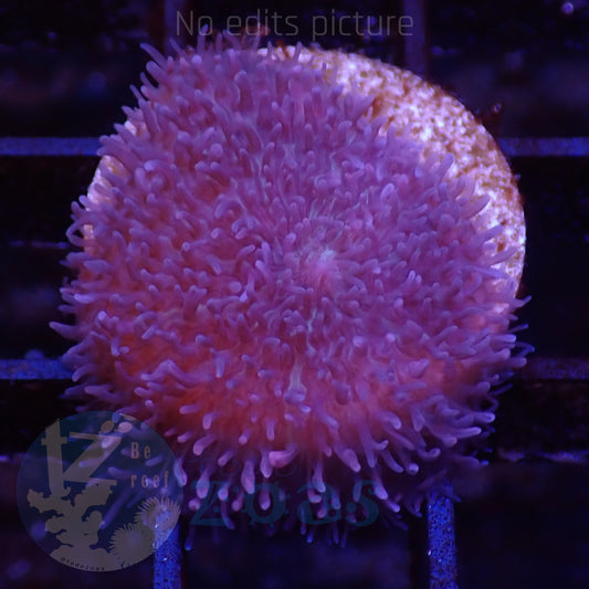 TZ Purple Rhodactis