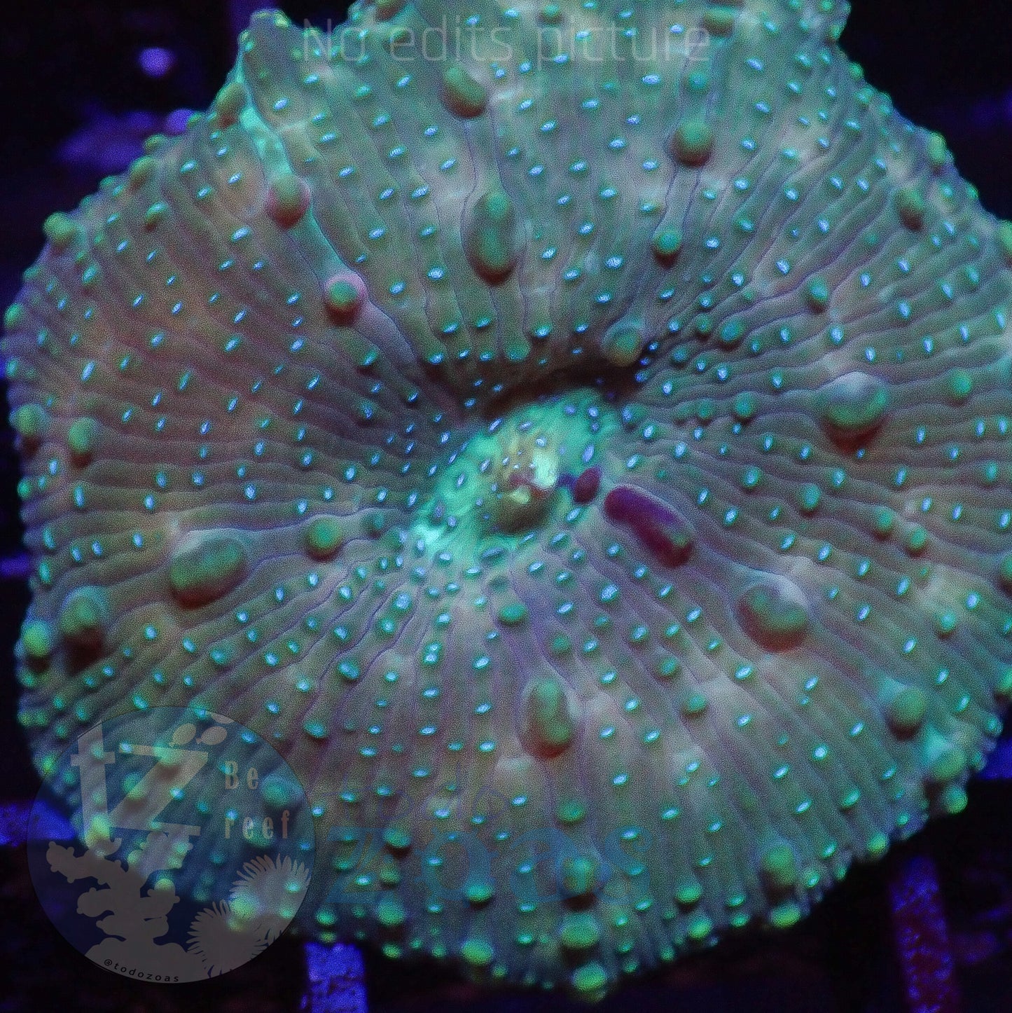 TZ Lizard Skin Mushroom
