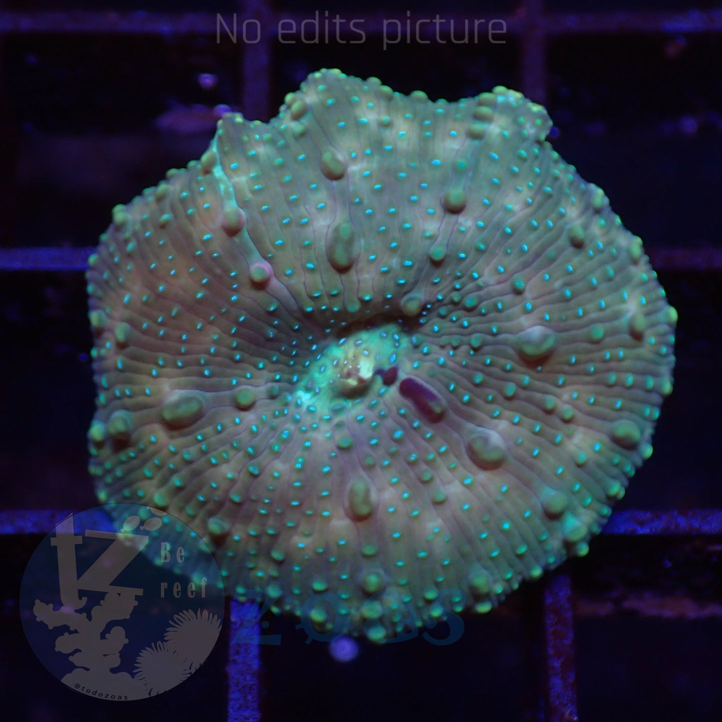 TZ Lizard Skin Mushroom