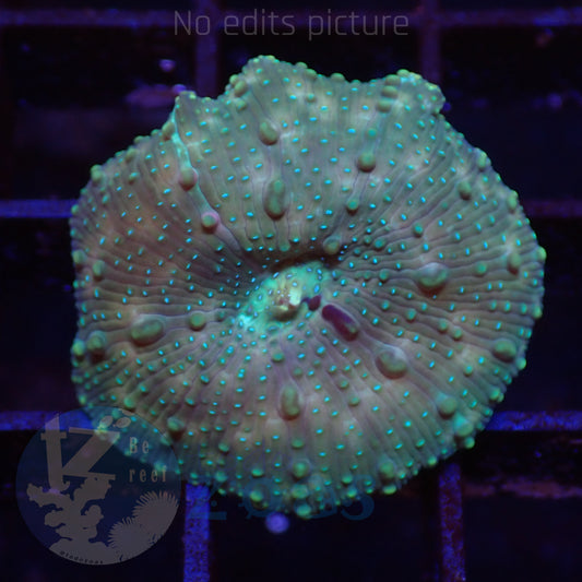 TZ Lizard Skin Mushroom