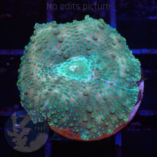 TZ Lizard Skin Mushroom