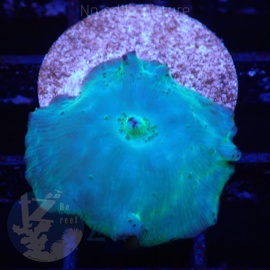 TZ Electric Blue Mushroom