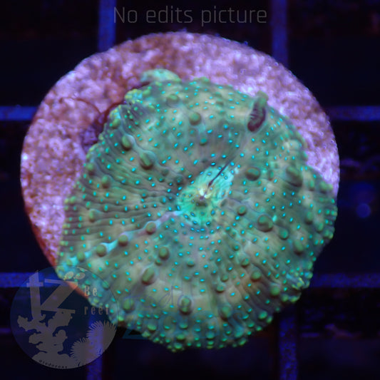TZ Lizard Skin Mushroom