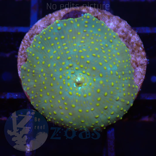 TZ Yellow Dots Mushroom
