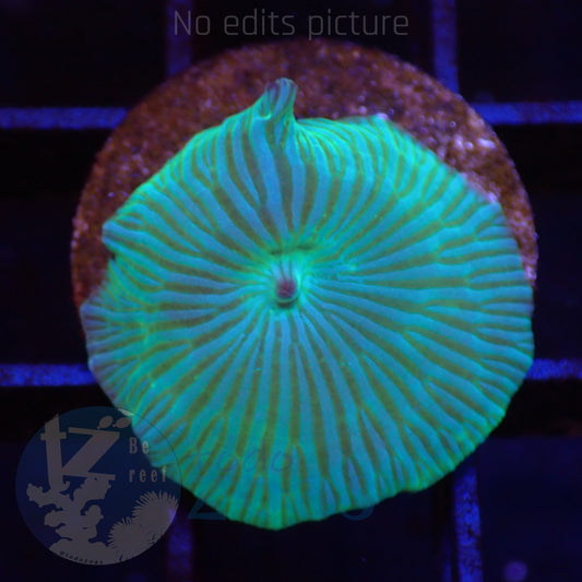 TZ Wathermelon Mushroom
