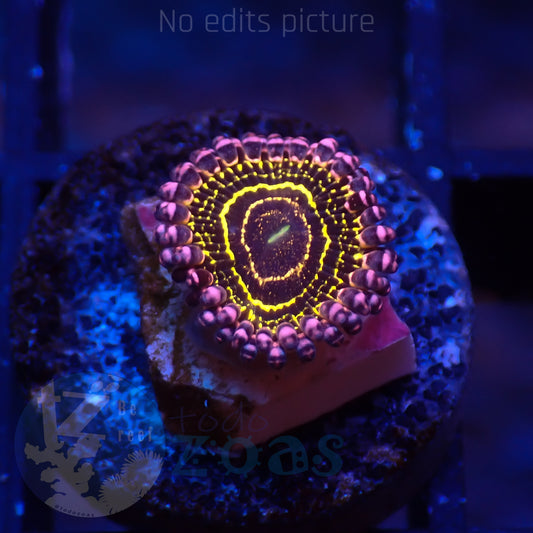 Zoanthus Stratosphere