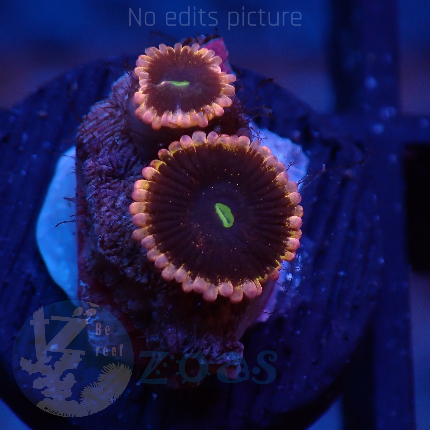 Zoanthus Plutos Pasion