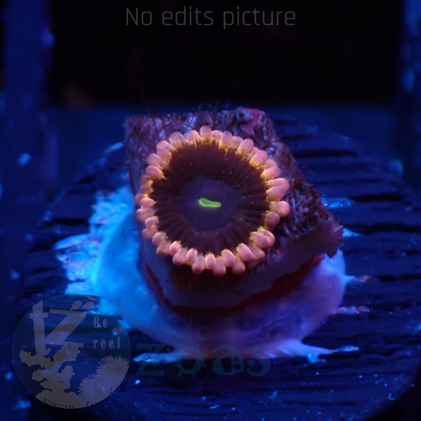 Zoanthus Plutos Pasion