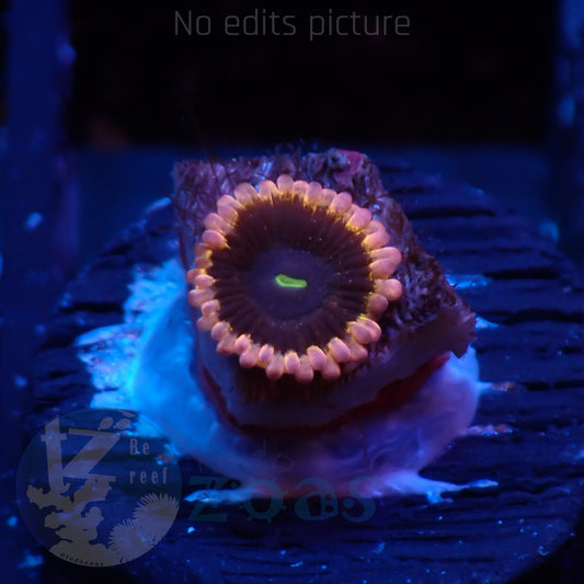 Zoanthus Plutos Pasion