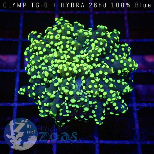 Euphyllia Yaeyaemaensis Yellow Green
