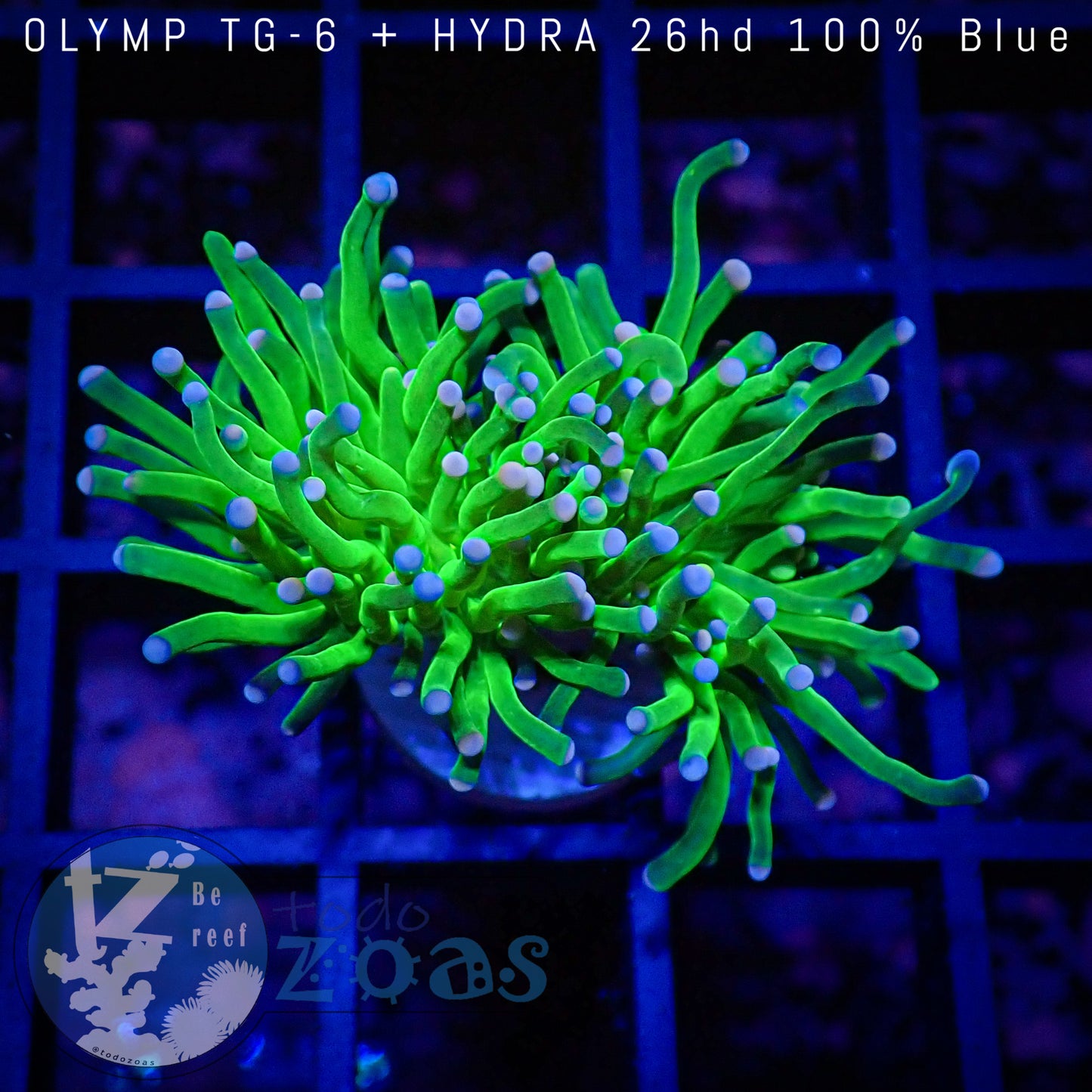 Euphyllia Toxic Torch Blue Tips