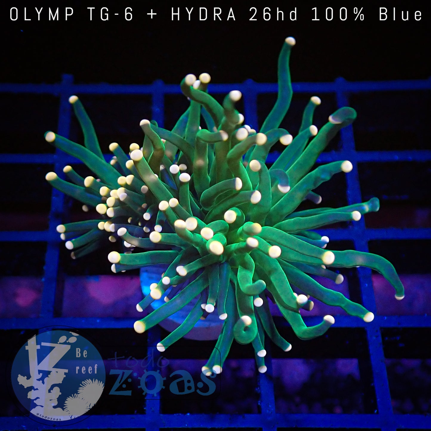 Euphyllia Toxic Torch Golden Tips