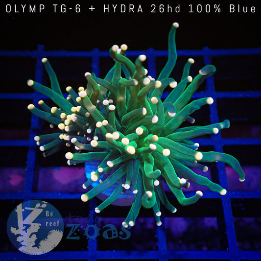 Euphyllia Toxic Torch Golden Tips