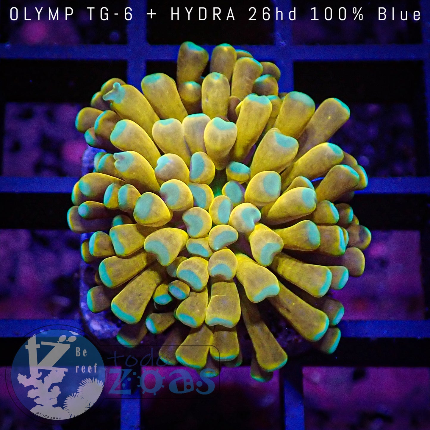 Euphyllia Tiger Torch