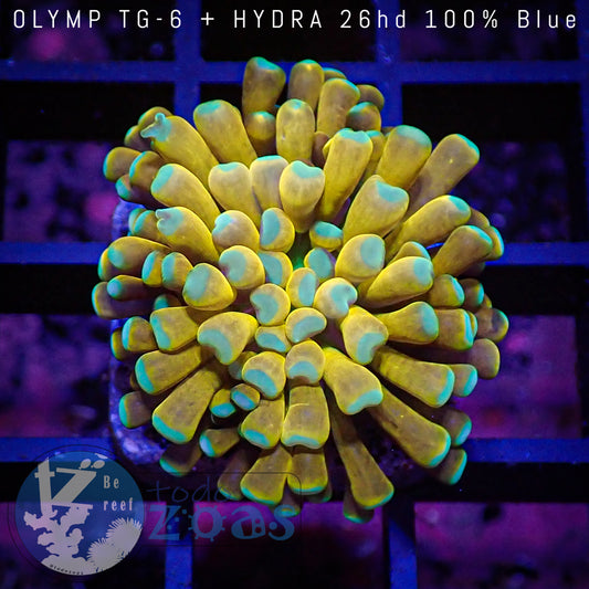 Euphyllia Tiger Torch