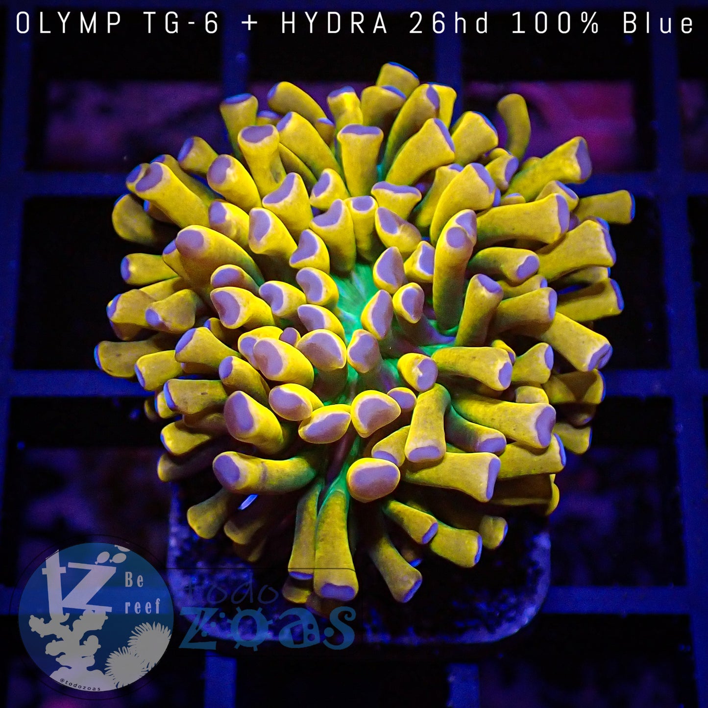 Euphyllia Holy Grail Torch