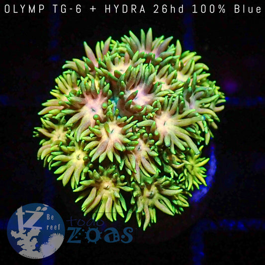 Goniopora Lemon Juice