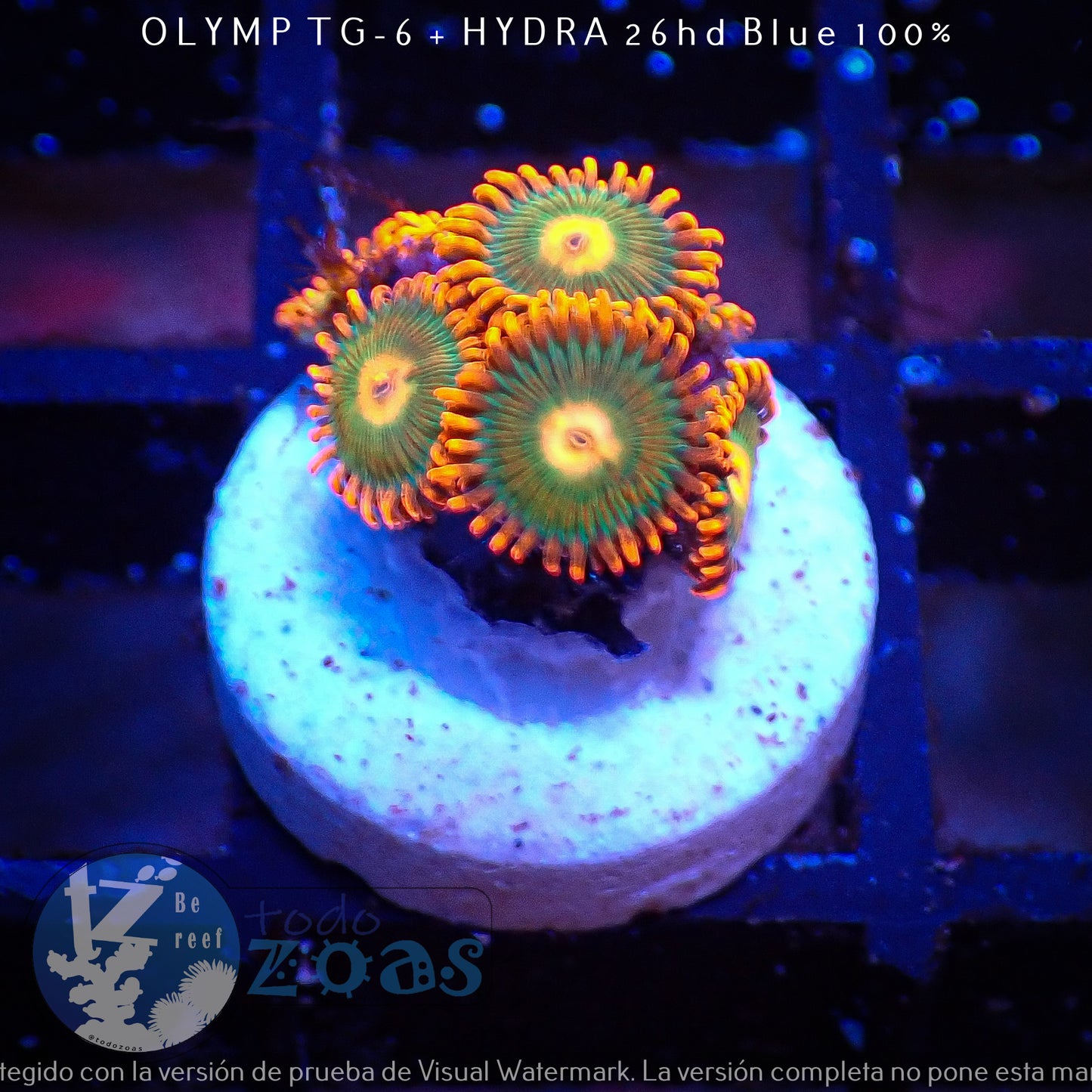 Zoanthus Gatorade