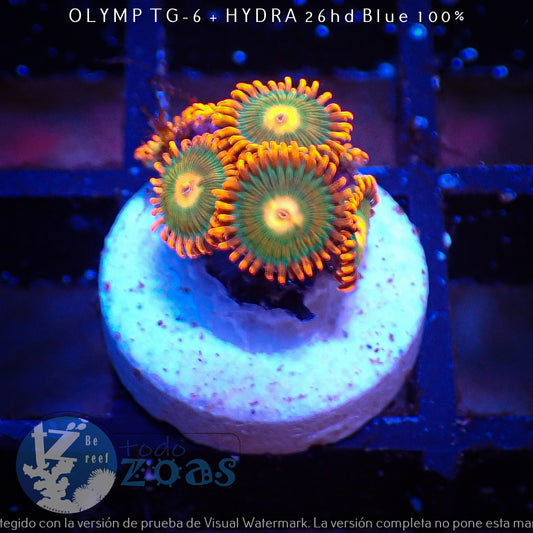 Zoanthus Gatorade