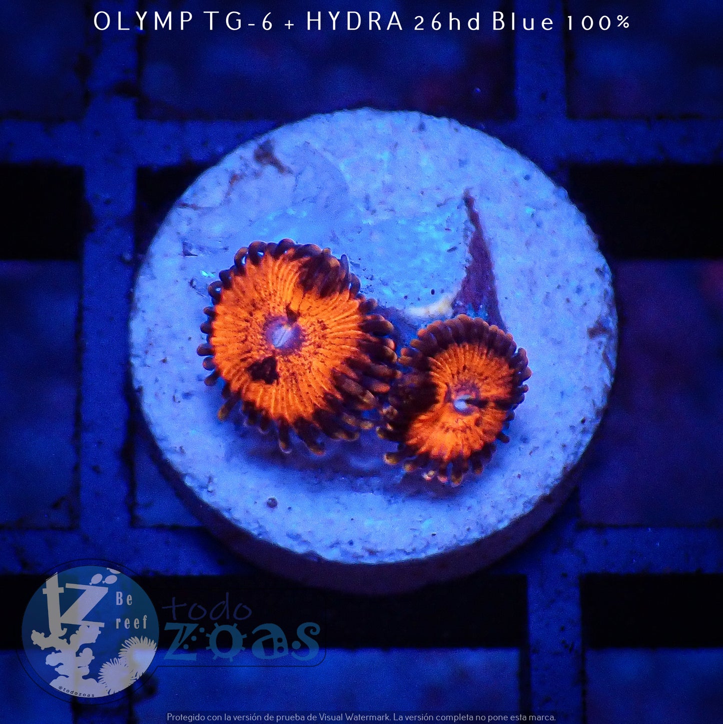 Zoanthus Bloodsucker