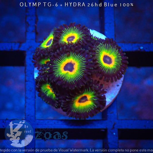 Zoanthus Cousin Rasta