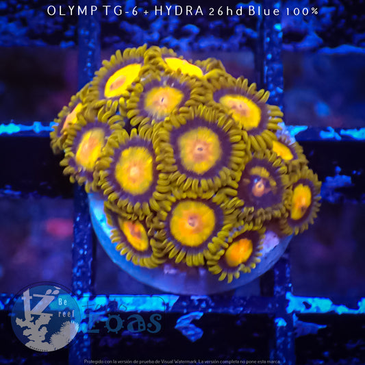 Zoanthus King Midas