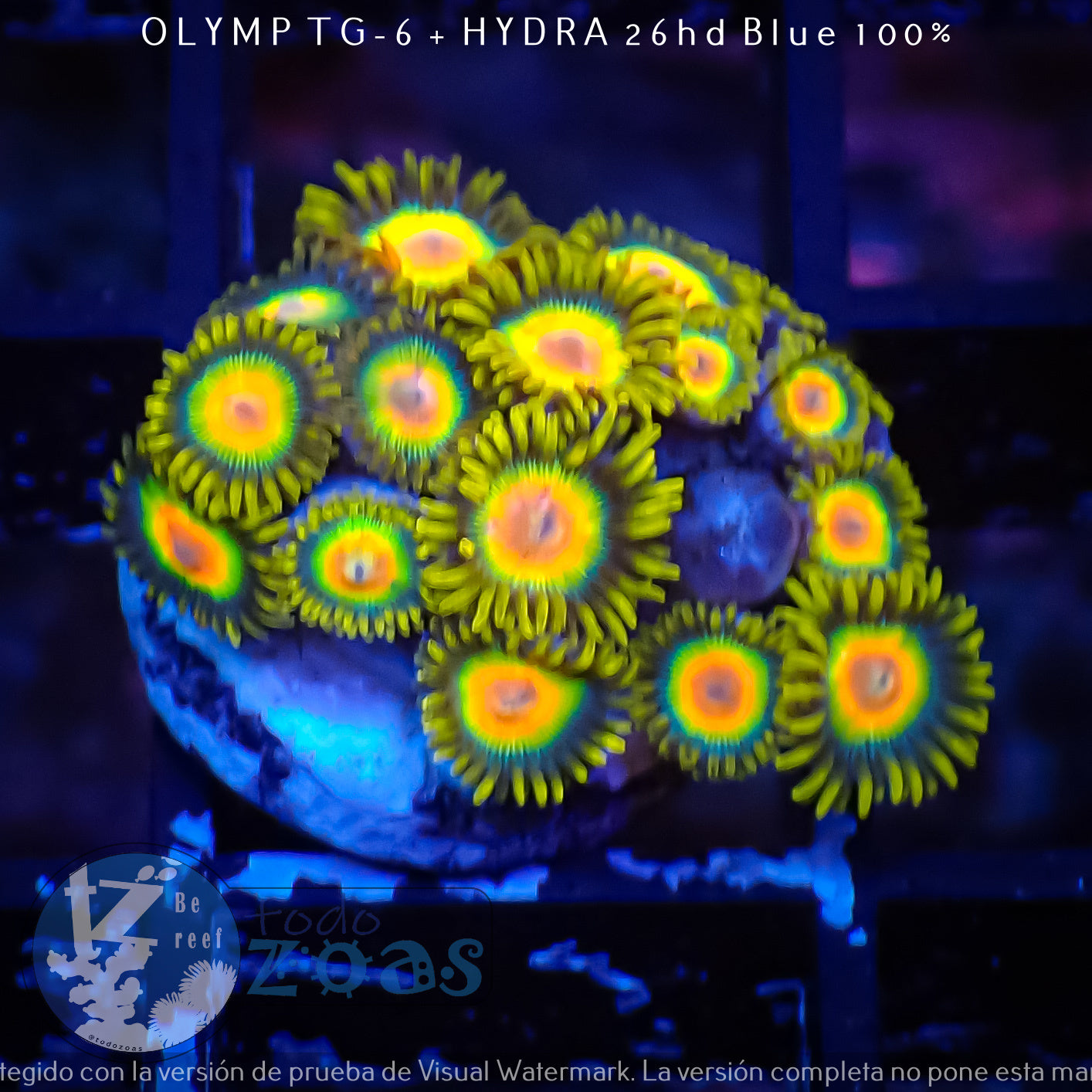 Zoanthus Rasta