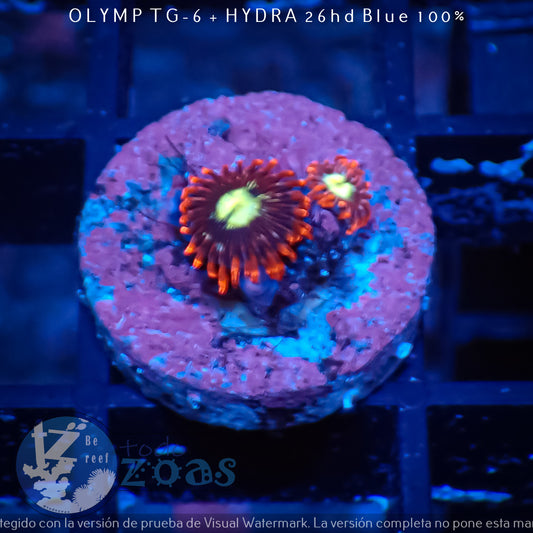 Zoanthus Firefly