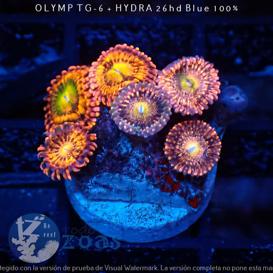 Zoanthus Alien Antivenom