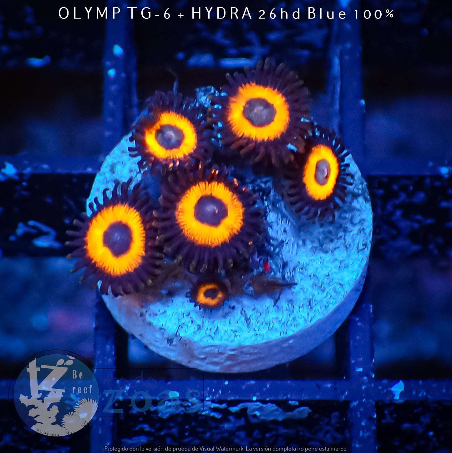 Zoanthus Pumpkin