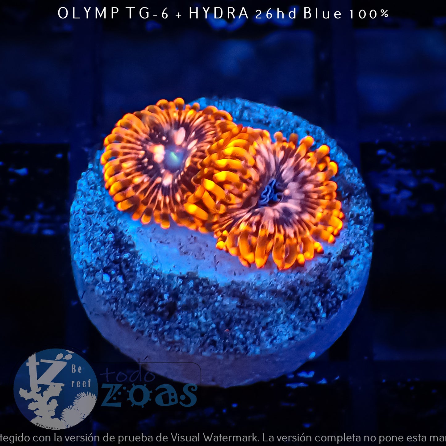 Zoanthus Utther Chaos