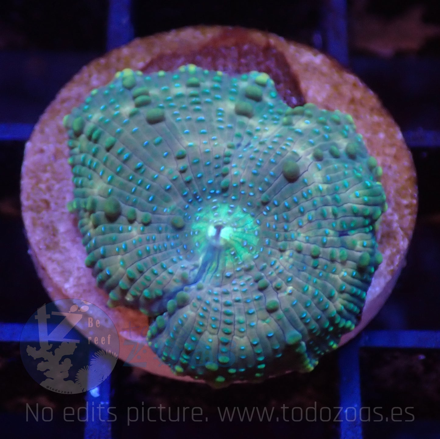 TZ Lizard Skin Mushroom